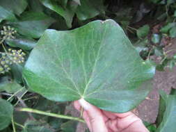 Image of Algerian ivy