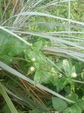 Image of Gomphrena elegans C. Mart.