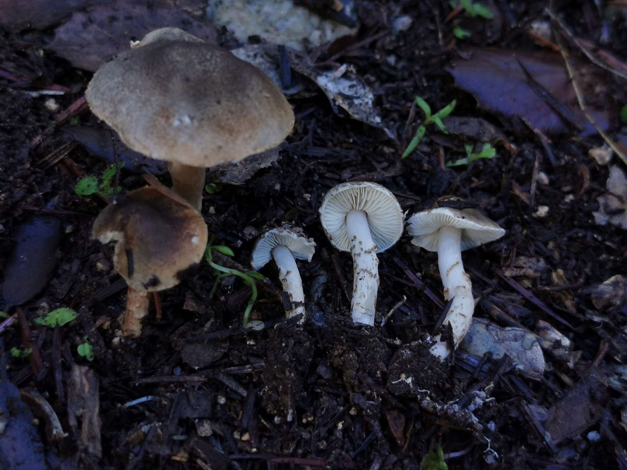 Image of Lepiota grangei (Eyre) Kühner 1934