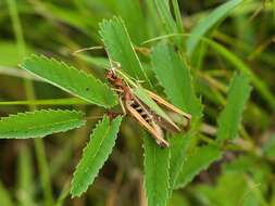 Image of Common green grasshopper