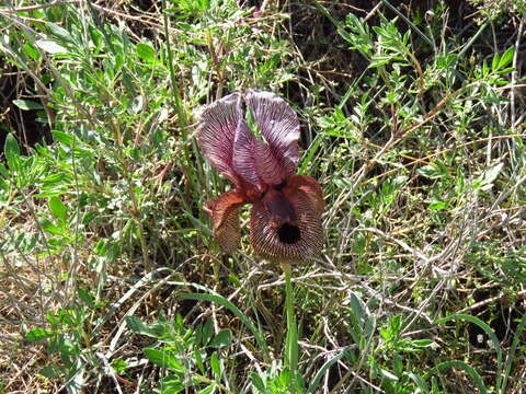 Imagem de Iris iberica subsp. lycotis (Woronow) Takht.