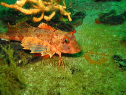 Chelidonichthys capensis (Cuvier 1829) resmi