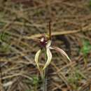 Image of Caladenia graniticola (Hopper & A. P. Br.) Hopper & A. P. Br.