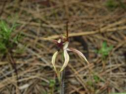 Image of Caladenia graniticola (Hopper & A. P. Br.) Hopper & A. P. Br.