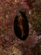 Image of Isabell cowry