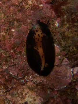 Слика од Luria isabella (Linnaeus 1758)