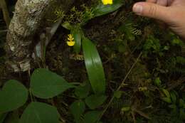 Imagem de Oncidium bryolophotum Rchb. fil.