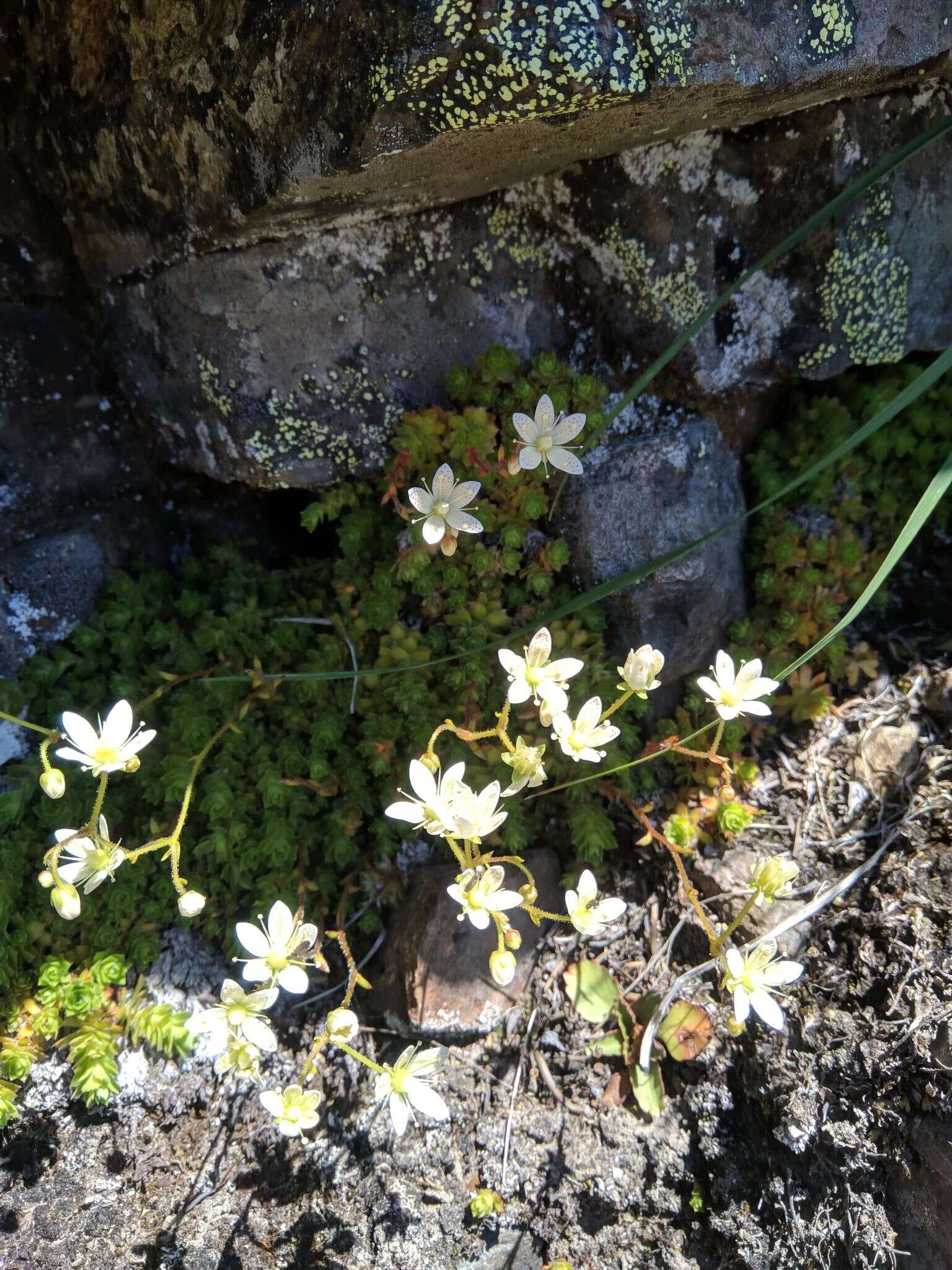 Image of Yellow-Dot Saxifrage