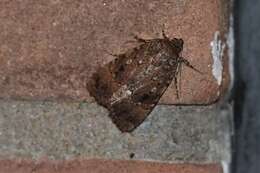 Image of copper underwing