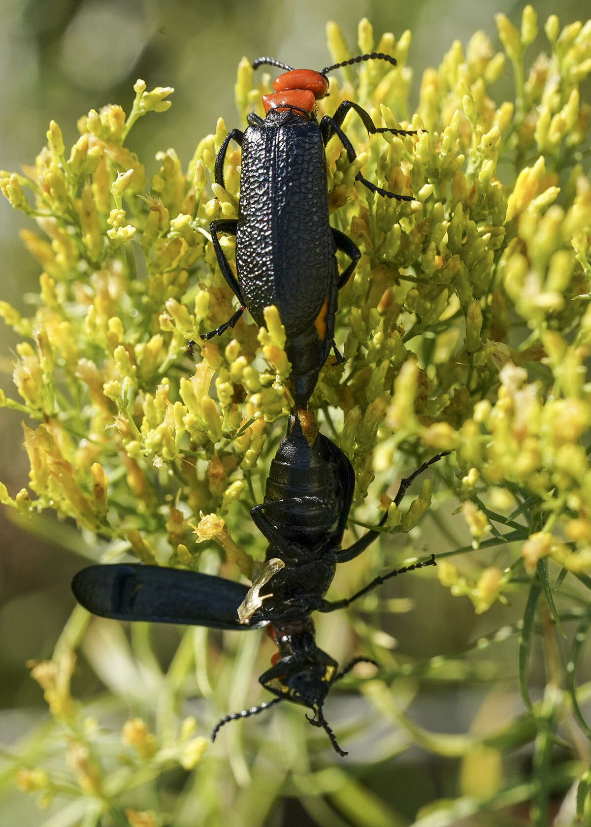 Image of Lytta (Paralytta) vulnerata (Le Conte 1851)