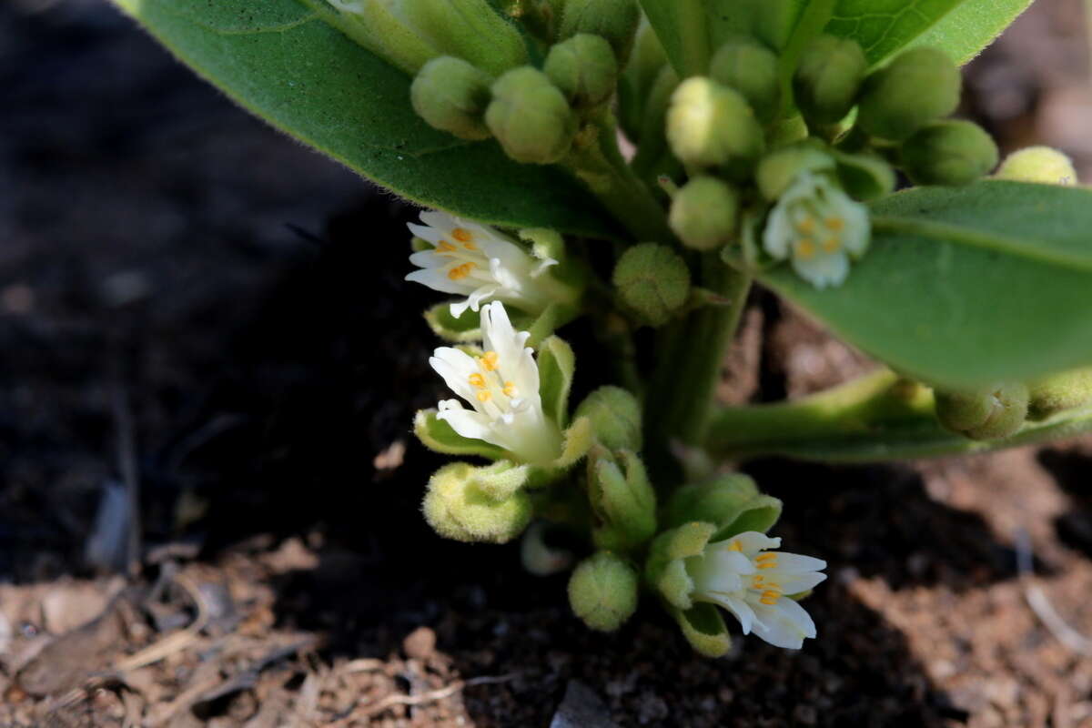 Image of Dichapetalum cymosum (Hook.) Engl.