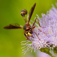 Image of Physocephala sagittaria (Say 1823)