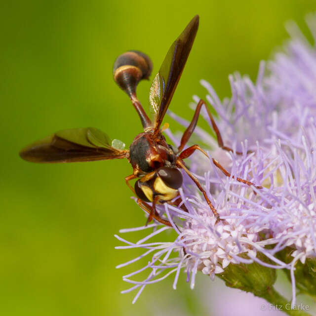 Image of Physocephala sagittaria (Say 1823)