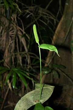 Image of Spathiphyllum humboldtii Schott