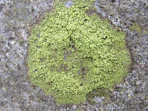 Ropalospora viridis (Tønsberg) Tønsberg的圖片