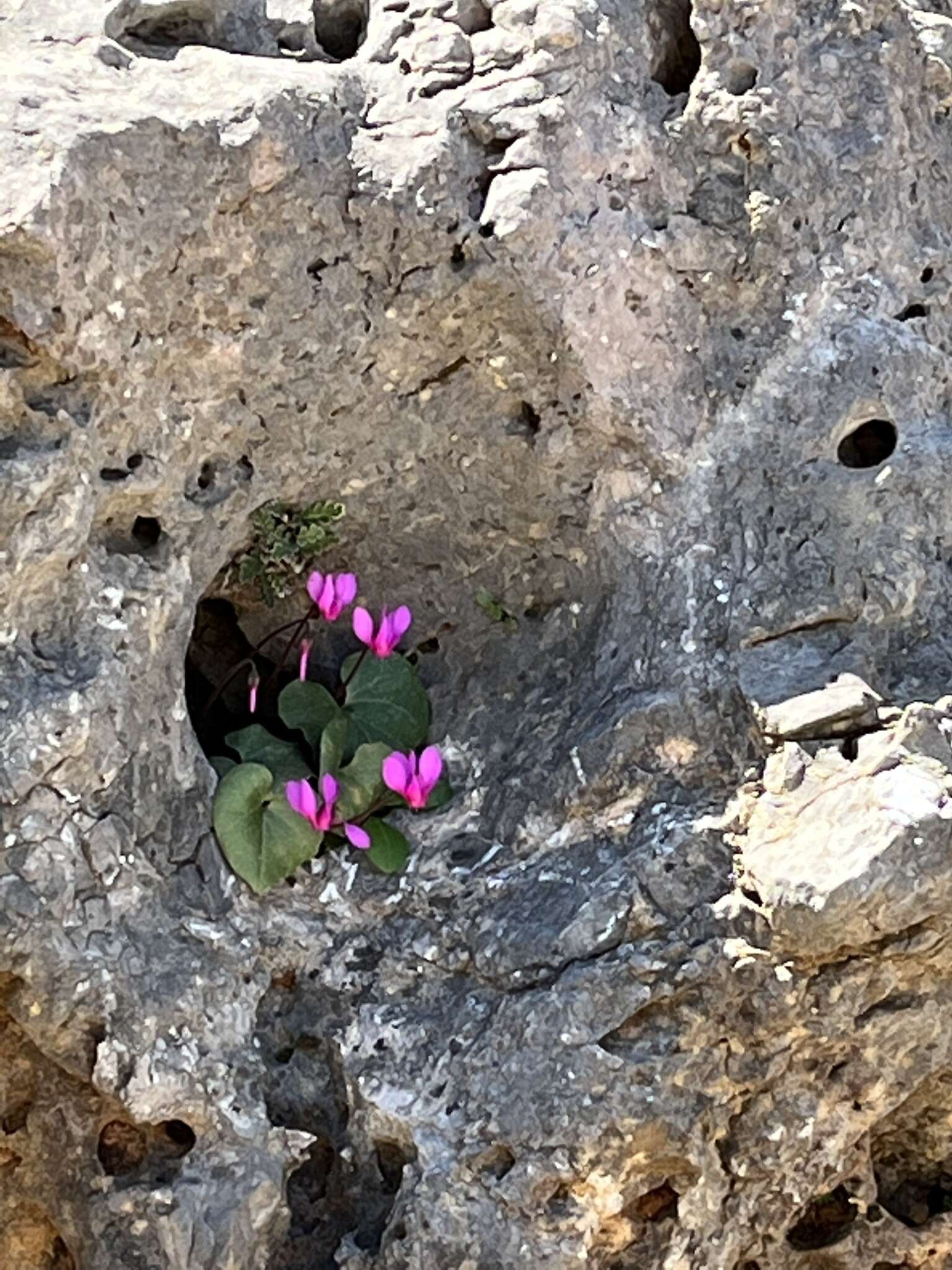 Image of Cyclamen rhodium subsp. vividum (Grey-Wilson) J. Compton & Culham