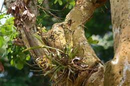 Image of Vanda testacea (Lindl.) Rchb. fil.