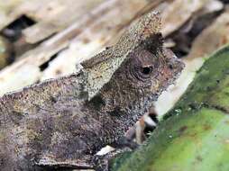 Image of Perinet Leaf Chameleon