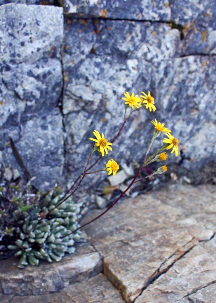 Image of Caputia scaposa var. addoensis (Compton) B. Nord. & Pelser