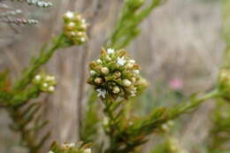 Image of Thesium capitatum L.