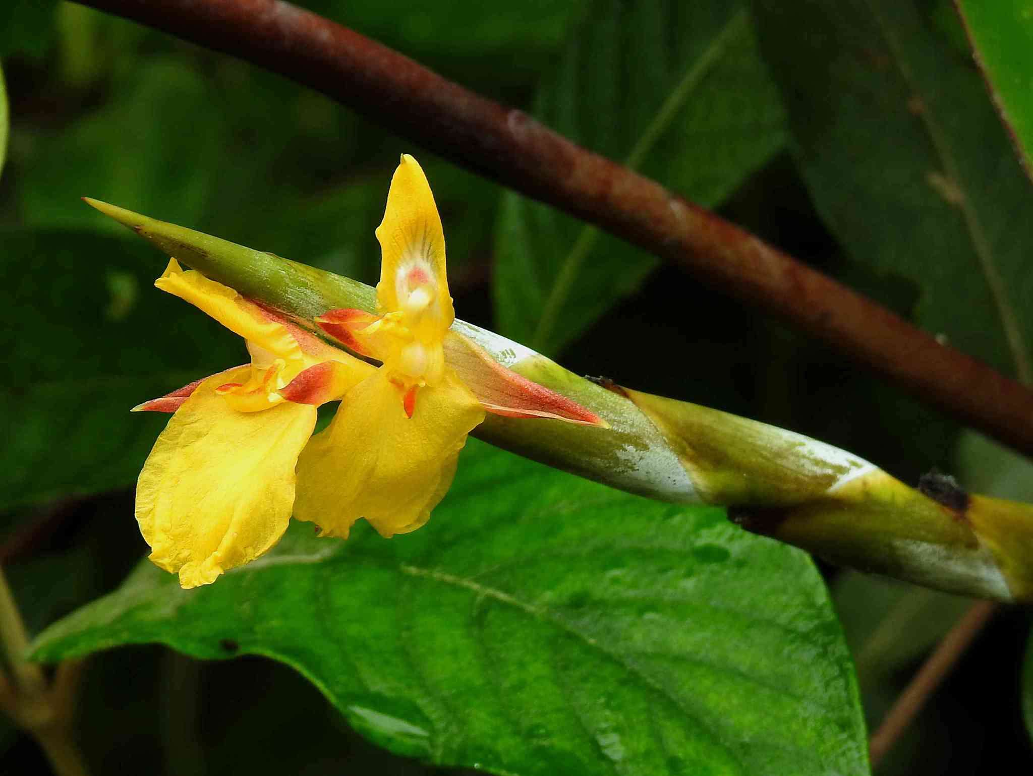 Plancia ëd Ischnosiphon obliquus (Rudge) Körn.