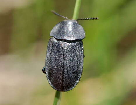 صورة Aclypea bicarinata (Gebler 1830)