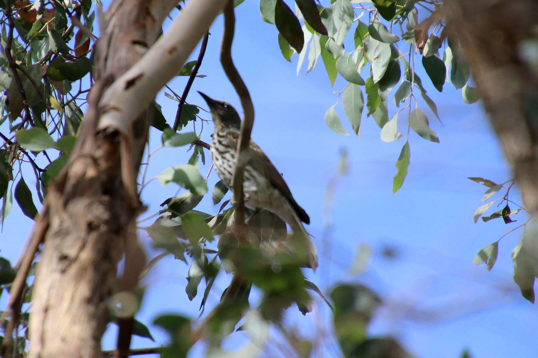 Image of Olive-backed Oriole