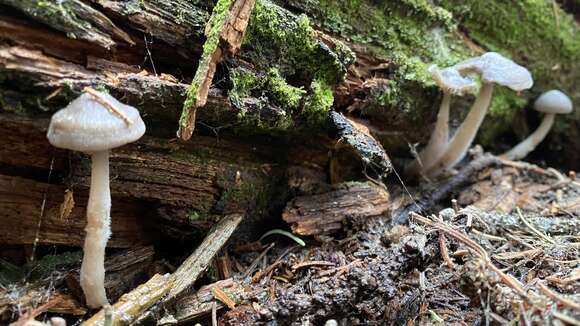 Image of Mycena overholtsii A. H. Sm. & Solheim 1953