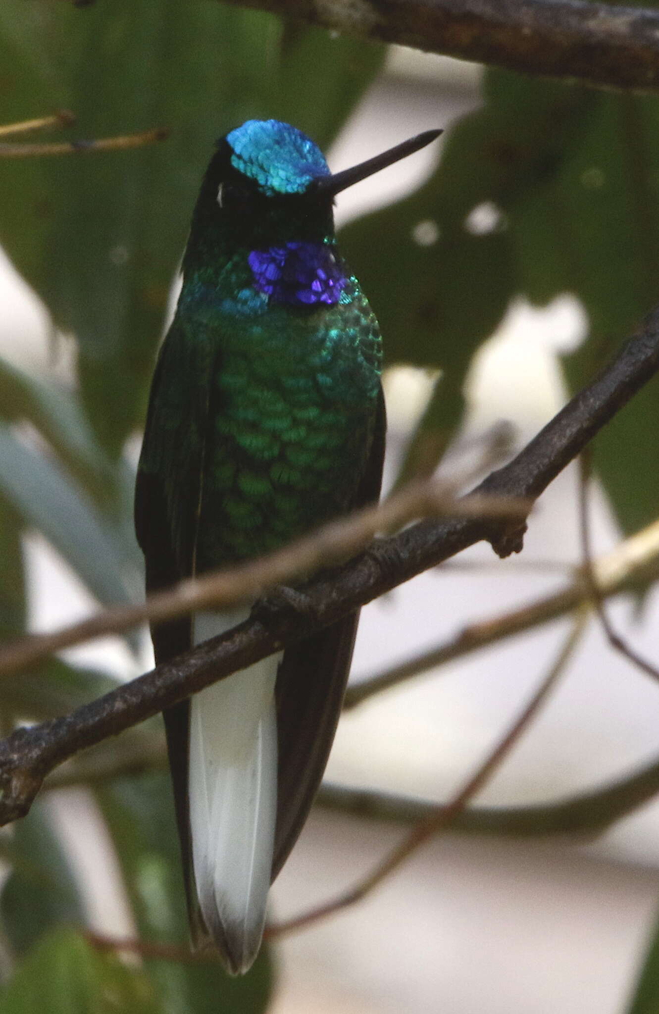 Image of White-tailed Starfrontlet