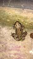 Image of Madrean Treefrog