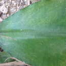 Image of Lagenandra ovata (L.) Thwaites