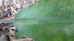 Image of Lagenandra ovata (L.) Thwaites
