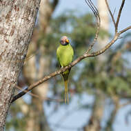 Image of Blossom-headed Parakeet