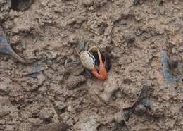Image of Galápagos Fiddler Crab