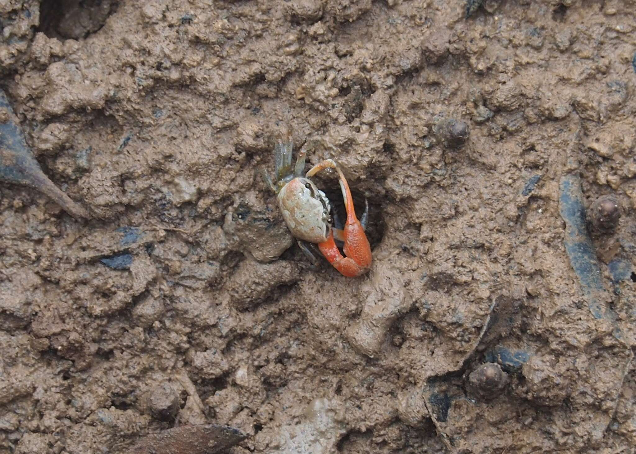 Image of Galápagos Fiddler Crab
