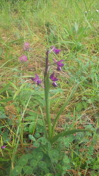 Image of Anacamptis laxiflora subsp. laxiflora