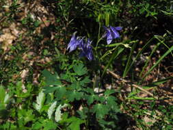 Image of Aquilegia ophiolithica Barberis & E. Nardi