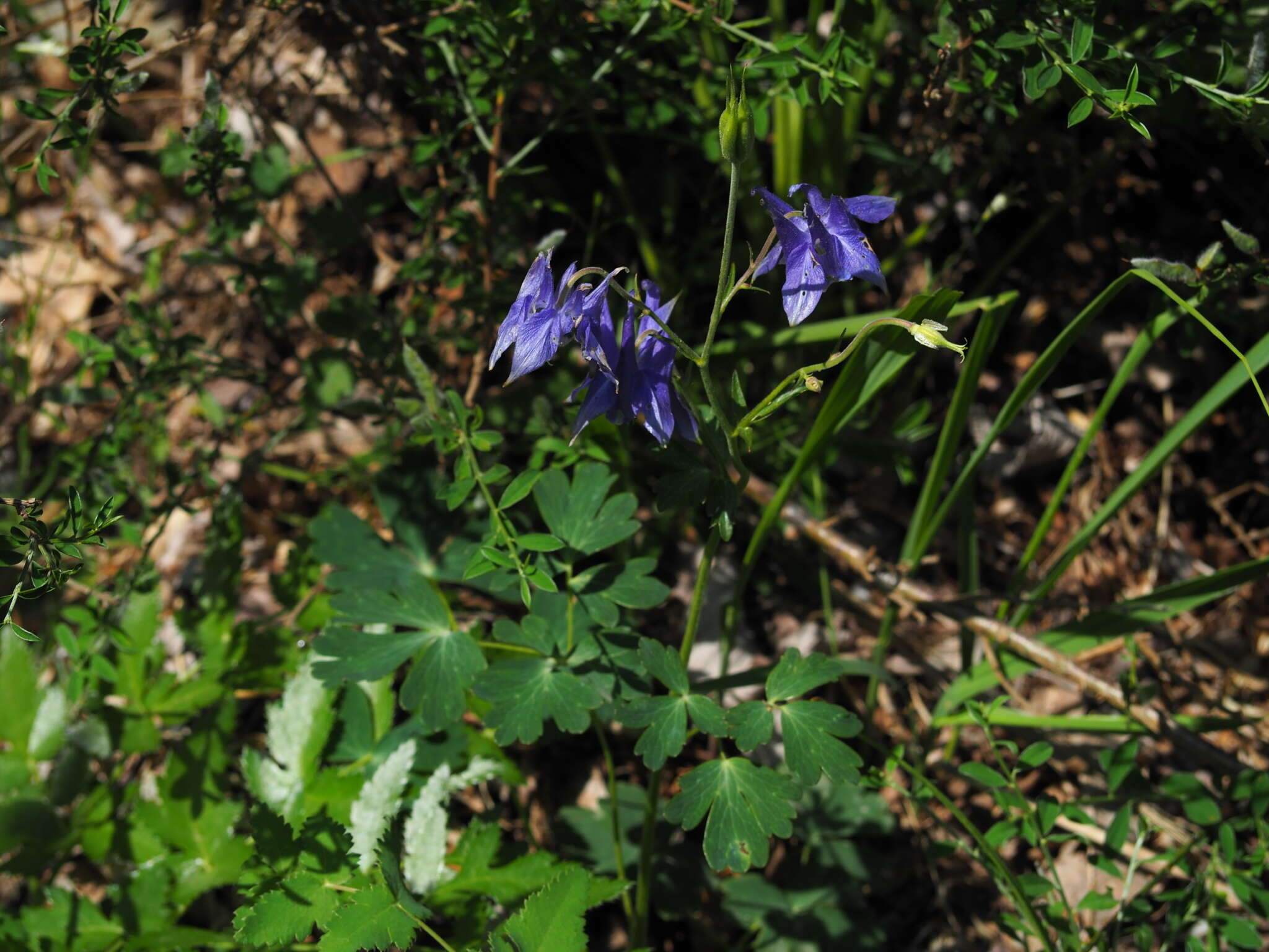 Image of Aquilegia ophiolithica Barberis & E. Nardi