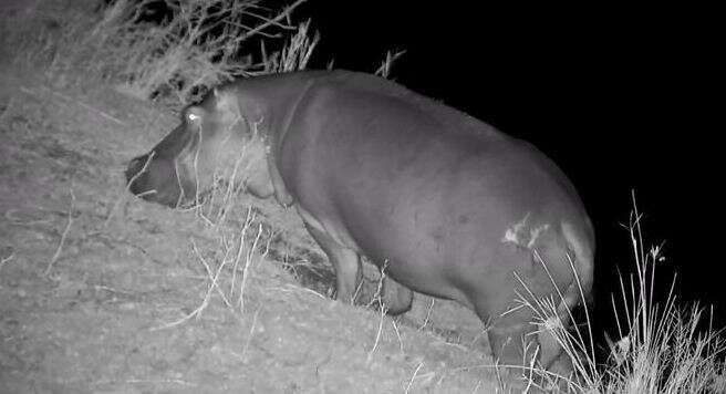 Hippopotamus amphibius capensis Desmoulins 1825 resmi