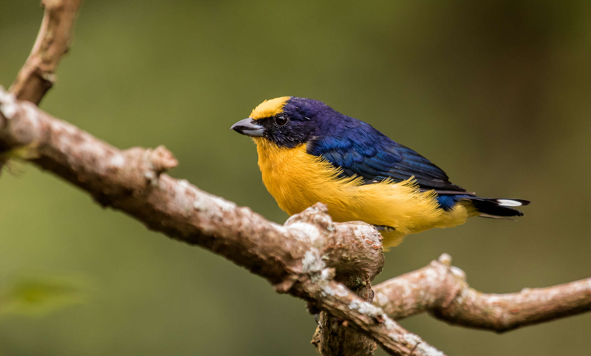 Image of Euphonia laniirostris crassirostris Sclater & PL 1857