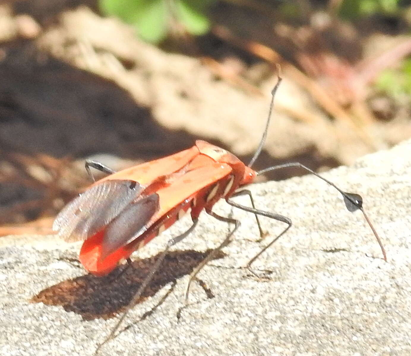 صورة Galaesus hasticornis (Thunberg 1784)