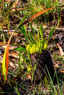 صورة Euphorbia bupleurifolia Jacq.