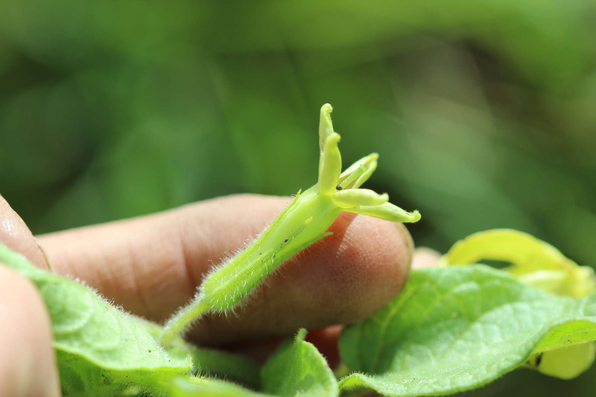 Image of Trans-Pecos stinkleaf