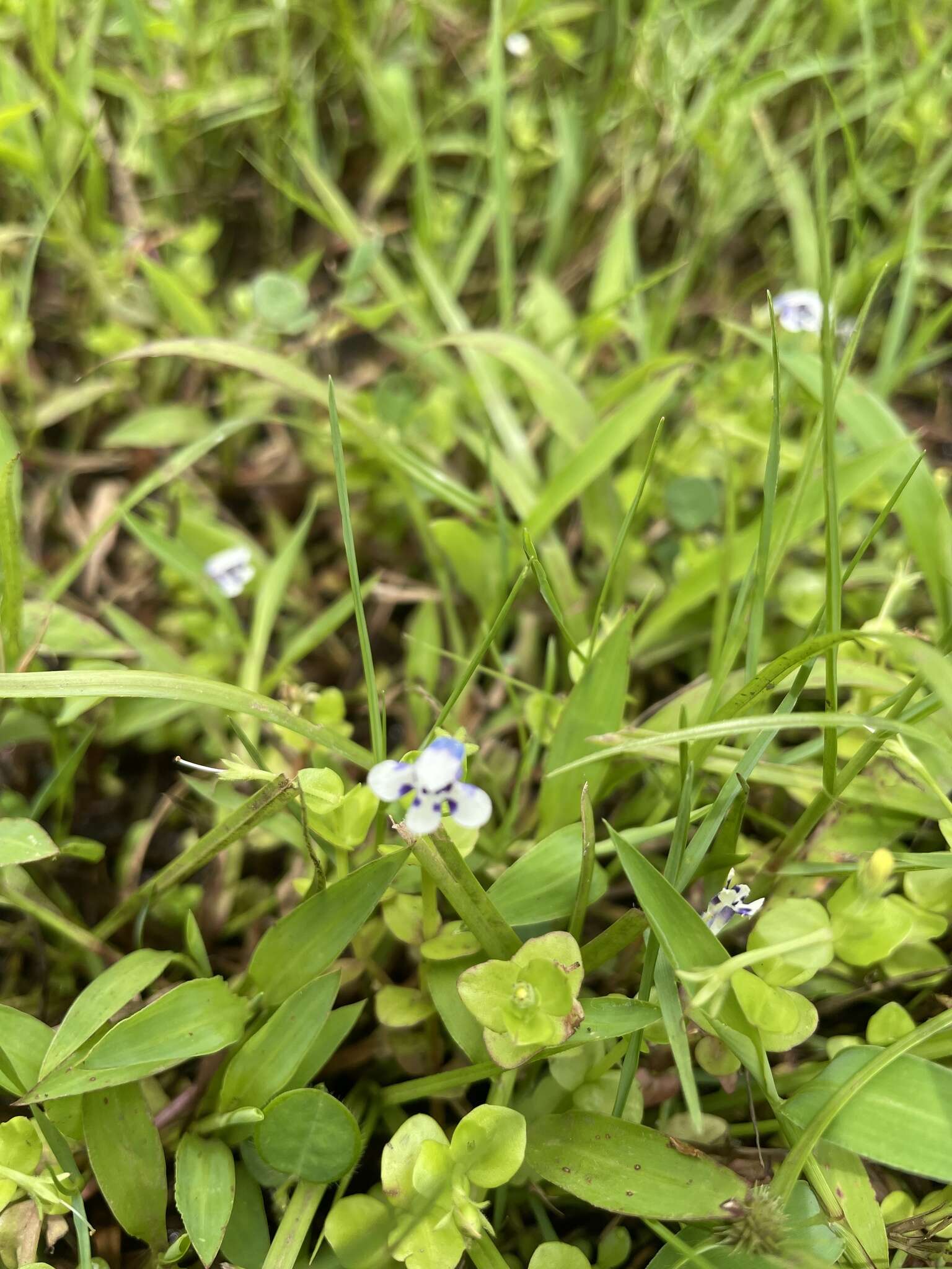 Image of Lindernia rotundifolia (L.) Alston