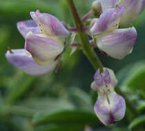 Sivun Lupinus andersonii S. Watson kuva