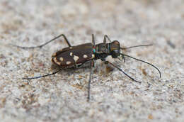 Image de Cicindela (Cicindelidia) sedecimpunctata Klug 1834