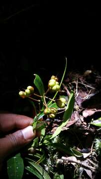 Ouratea lanceolata (Pohl) Engl. resmi