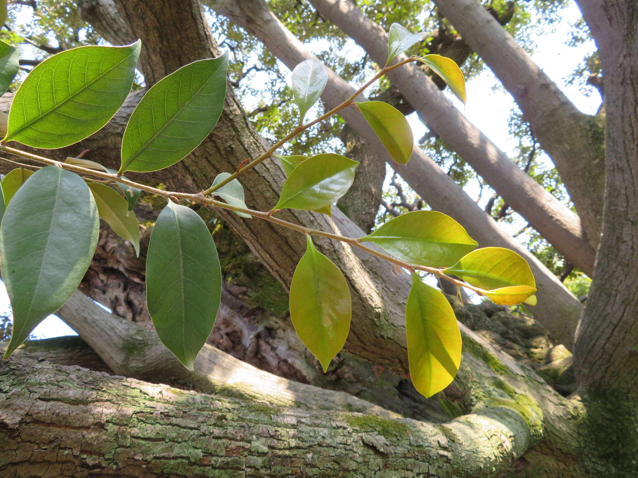 Image of Castanopsis sieboldii (Makino) Hatus.