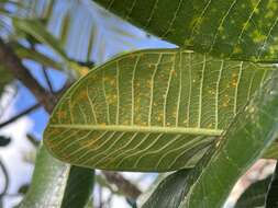 Imagem de Coleosporium plumeriae Pat. 1902