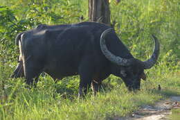 Image of Asian Buffalo